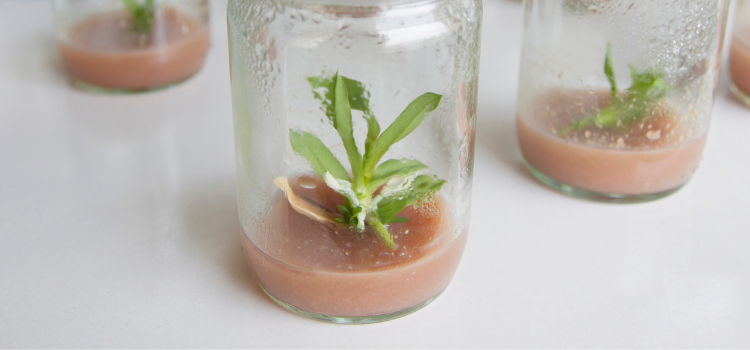 Orchid Tissue Culture: Here’s What You Should Know