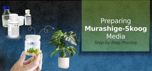 A banner showing materials required in making MS media and how it leads to healthy plants if the experiment is successful. It contains text saying "Preparing Murashige-Skoog Media: Step by step process" 