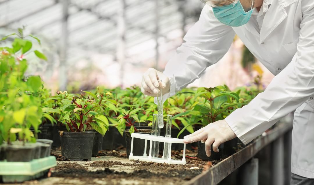 Scientist collecting plant samples in a greenhouse for use in genome editing and plant tissue culture research.