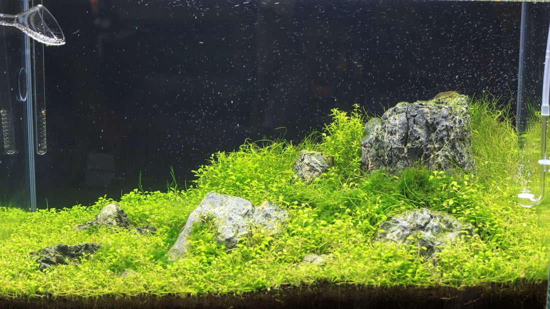 How to Grow Bucephalandra In Tissue Culture?