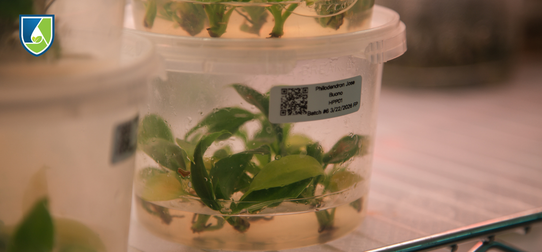 Philodendron Jose Buono growing in tissue culture medium under controlled laboratory conditions.