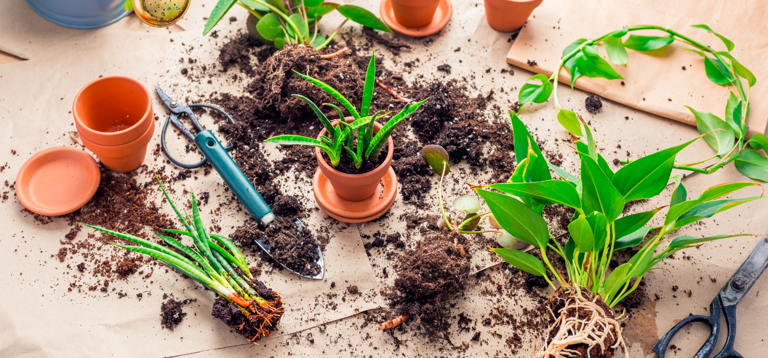 Plant vegetative propagation process with plants divided and repotted, showing roots, soil, and gardening tools