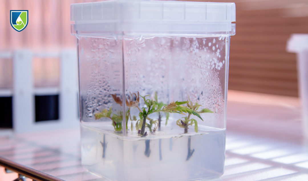 Plantlets growing on agar-based plant tissue culture medium in a clear culture vessel