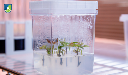 Plantlets growing on agar-based plant tissue culture medium in a clear culture vessel