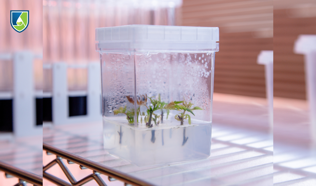 Steps to a Successful At-Home Tissue Culture Lab - Plant Cell Technology