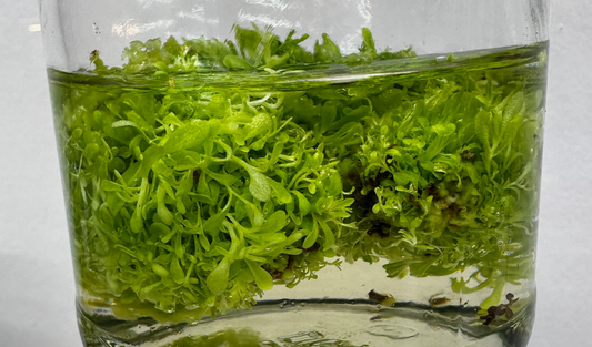 The Role of Tissue Culture in Sustainability