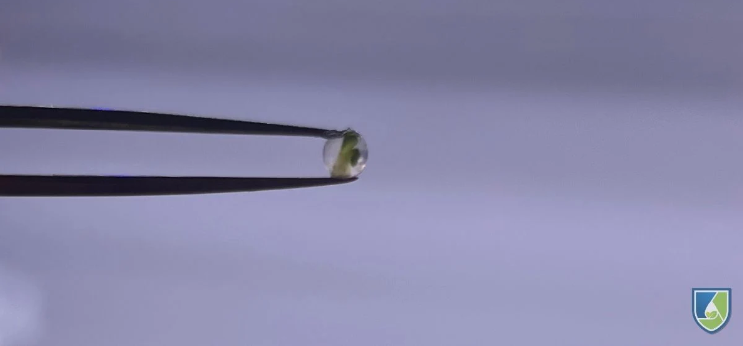 Close-up of an alginate-encapsulated synthetic seed held by tweezers, highlighting the structure and clarity of the bead against a gray backdrop.