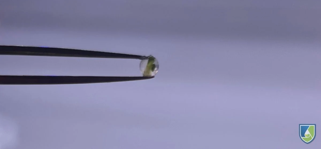 Close-up of an alginate-encapsulated synthetic seed held by tweezers, highlighting the structure and clarity of the bead against a gray backdrop.