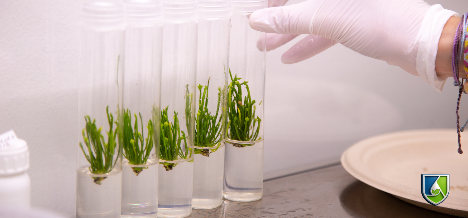Gloved hand handling test tubes with plant tissue culture samples growing in liquid media
