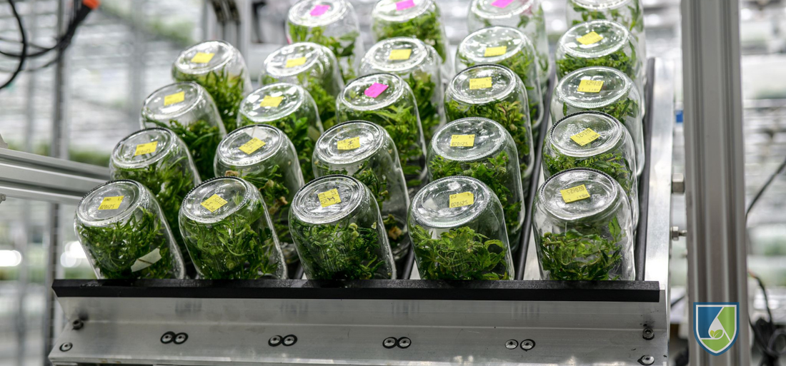 BioTilt automated system demonstrating scalable temporary immersion systems vs solid media for high-output plant tissue culture lab.