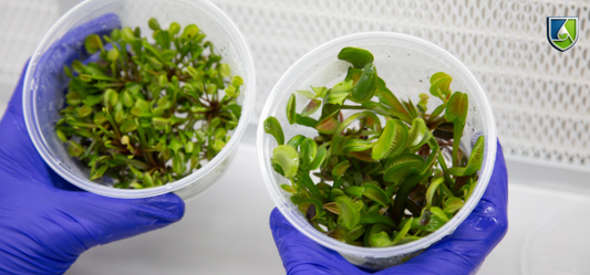 Blue gloved hands holding tissue culture containers with healthy houseplant growth in a lab setting