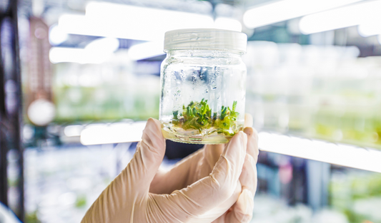 A hand holding a single tissue culture jar containing a plant specimen, with a tissue culture lab visible in the background.