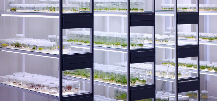 Rows of tissue culture samples arranged on shelving inside a plant tissue culture lab