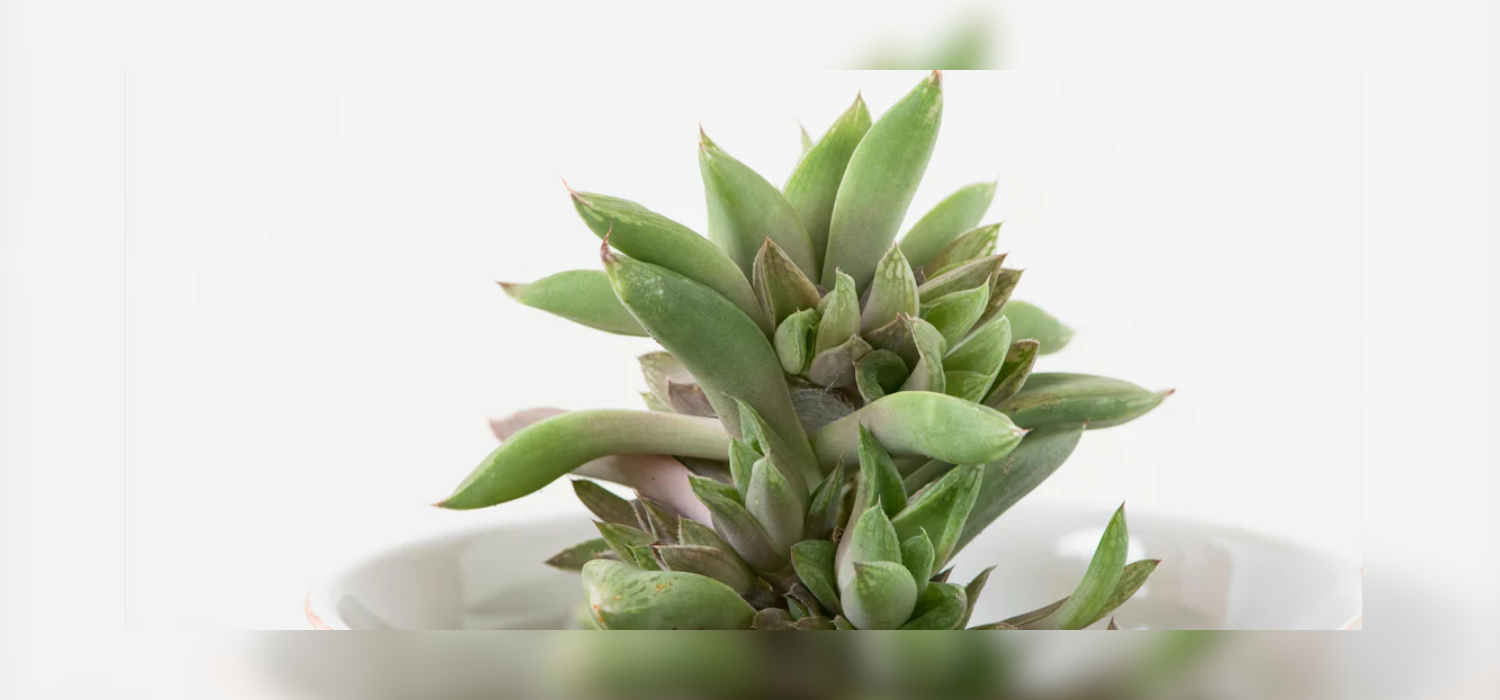 Tissue Culture of Haworthia Turgida