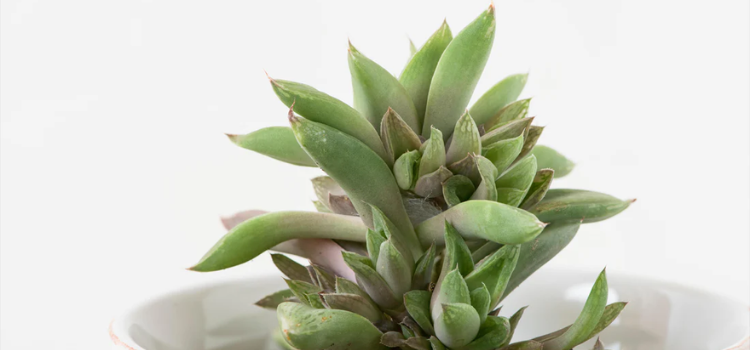 Tissue Culture of Haworthia Turgida