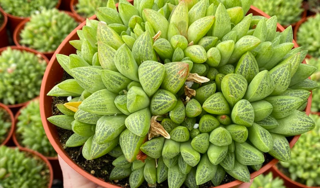 Tissue Culture of Haworthia Turgida