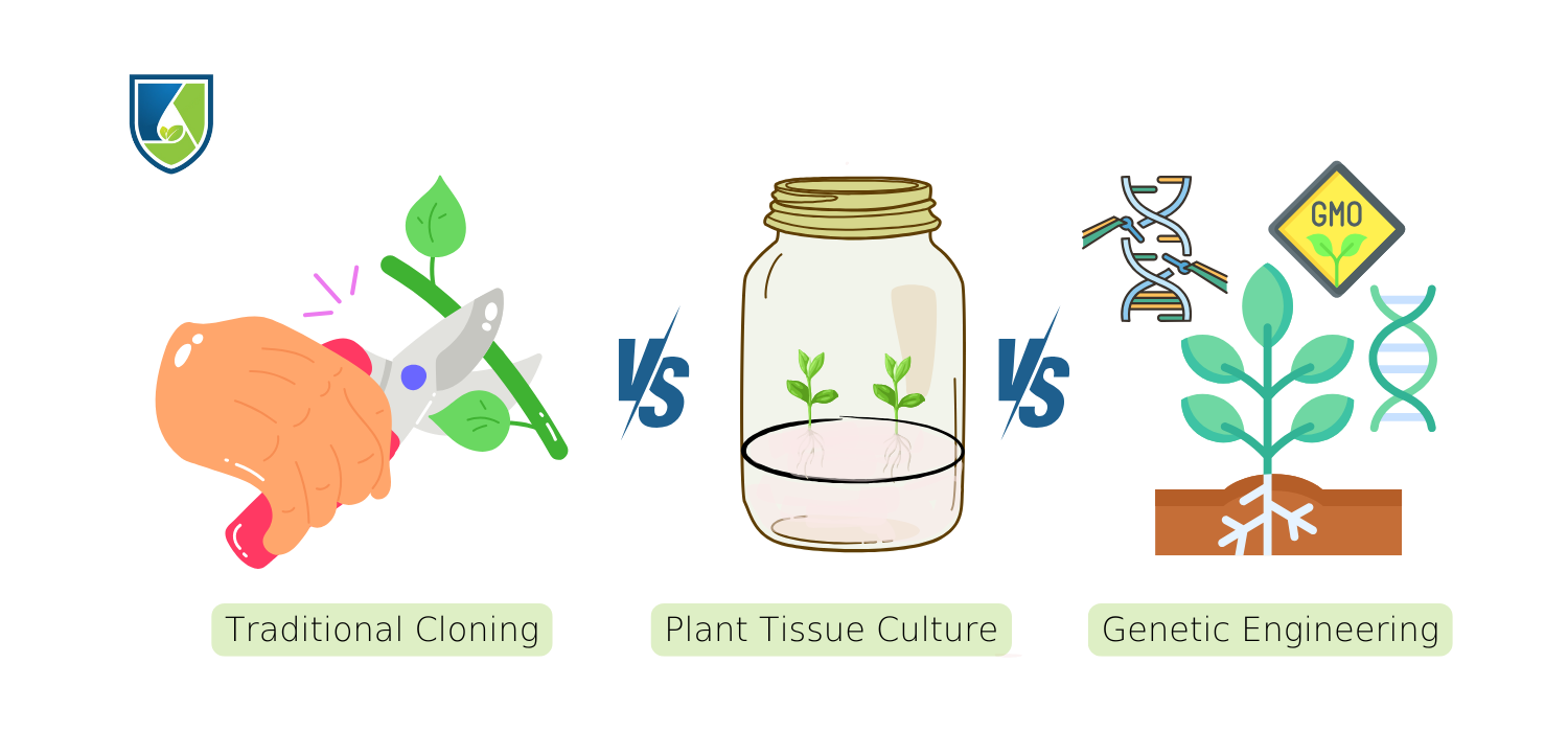 Traditional Cloning Vs. Tissue Culture Vs. Genetic Engineering: Understanding Key Differences