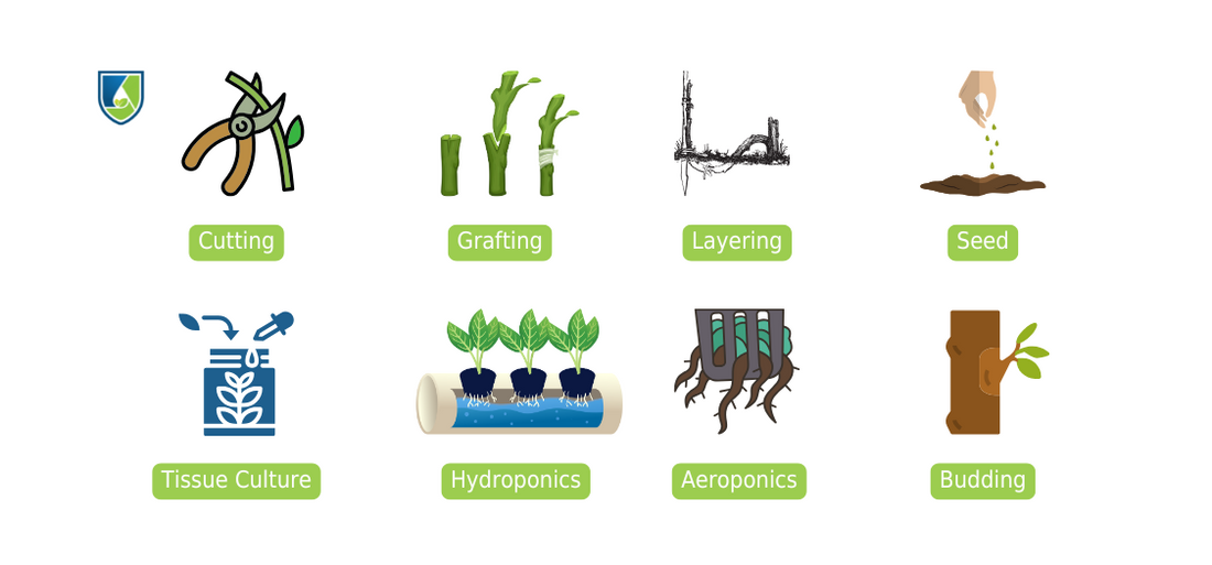 Types of plant propagation techniques