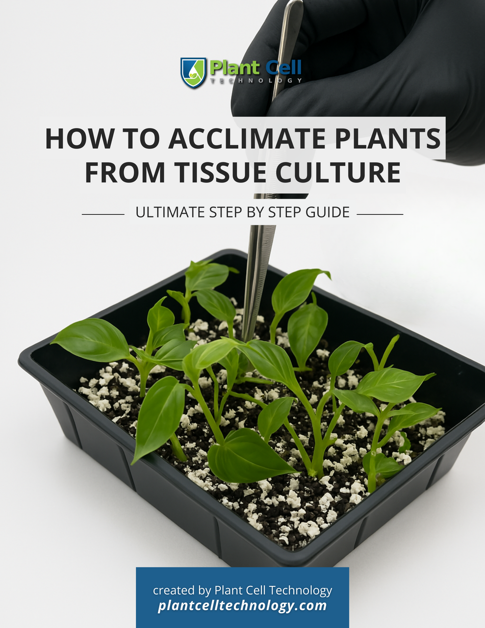 How To Acclimate Plants From Tissue Culture Ultimate Step by Step Guide