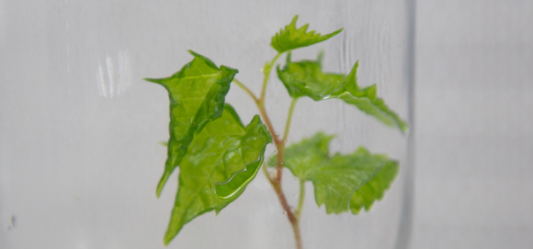 Close-up of hyperhydric plant leaf inside a glass tissue culture vessel in a controlled environment