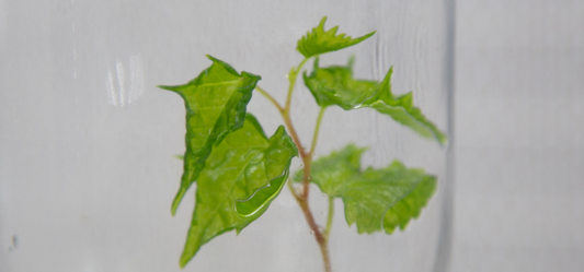 Close-up of hyperhydric plant leaf inside a glass tissue culture vessel in a controlled environment