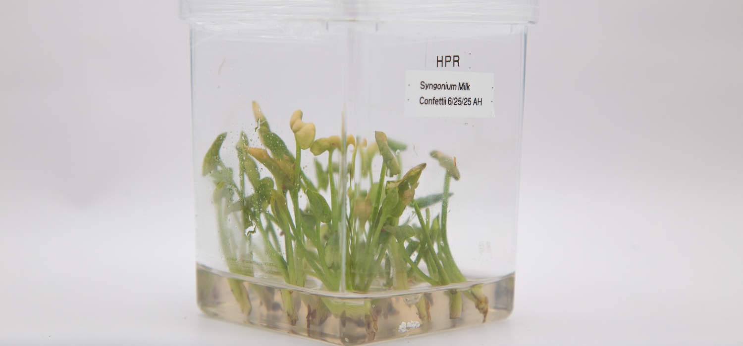 Clear square container with green plants labeled 'HPR' 'Syngonium Milk Confetti'.