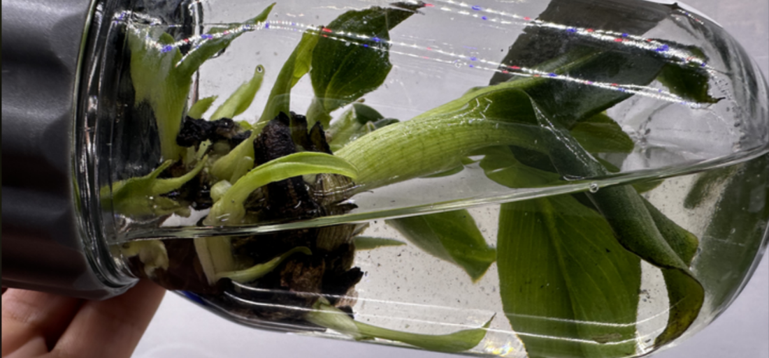 Banana plantlets growing in a BioCoupler