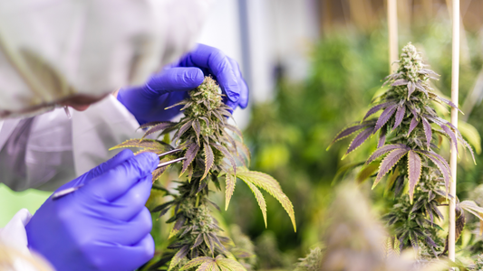 Achieving Disease-Free Cannabis Stocks Using Tissue Culture