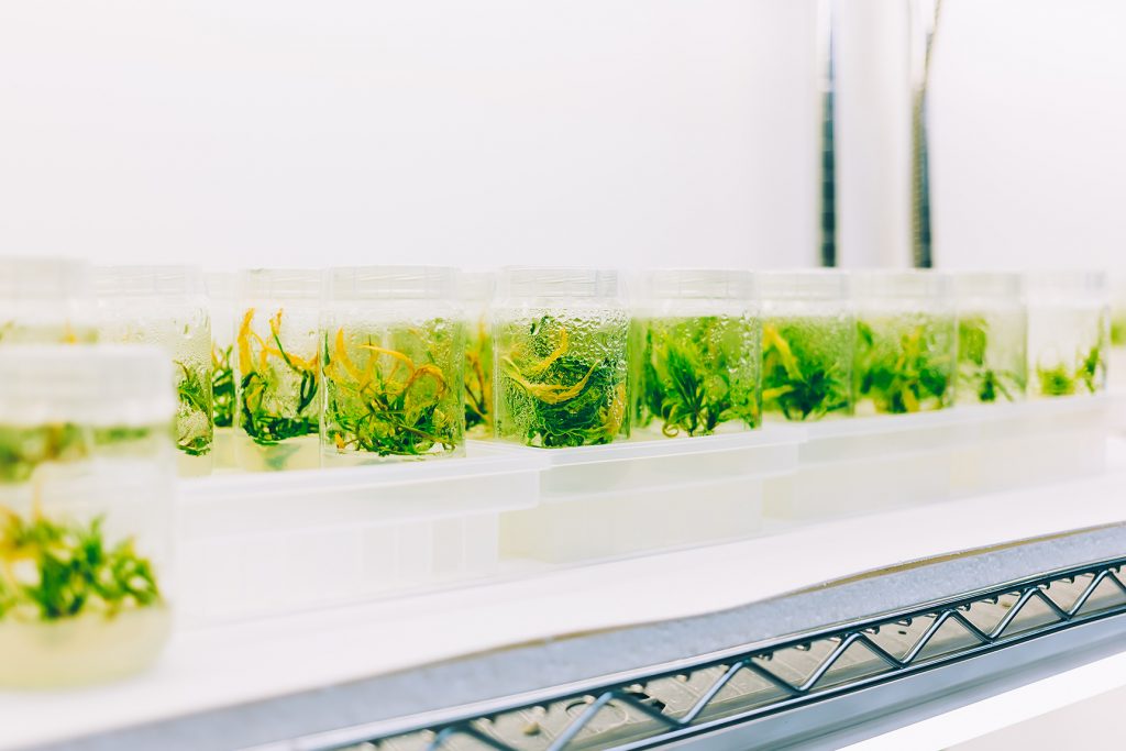 The Future of Cannabis Cloning - Tissue Culture