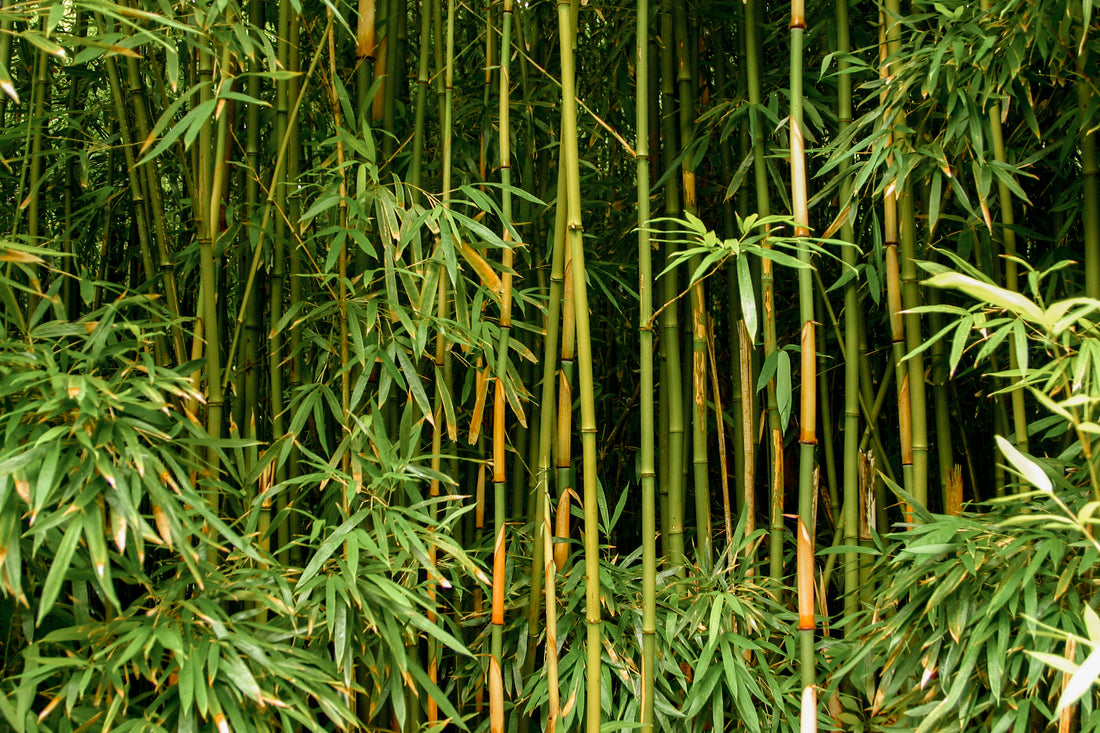 In Vitro Flowering Of Bamboo