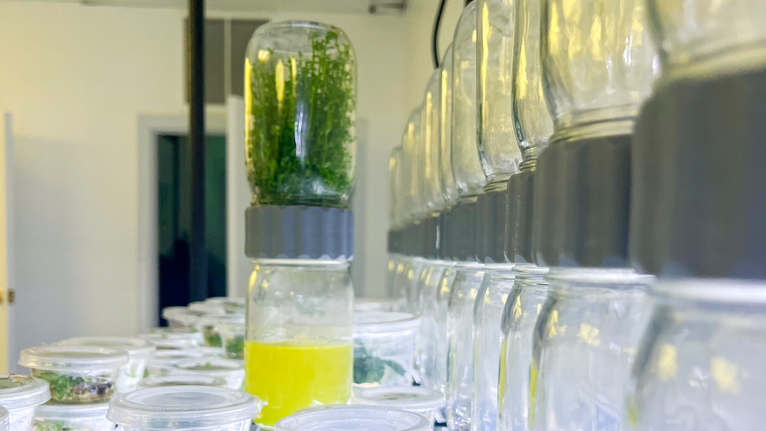 Can you plant tissue culture at home Using the BioCoupler™?