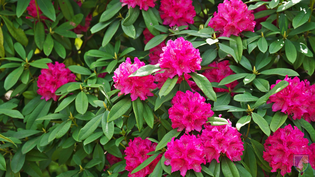 Rhododendron Shoot Tip Culture: An Effective Propagation Technique