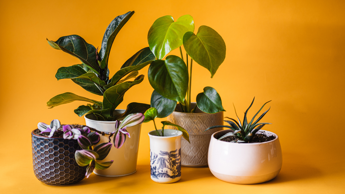 Can You Grow Indoor Plants Using Tissue Culture?