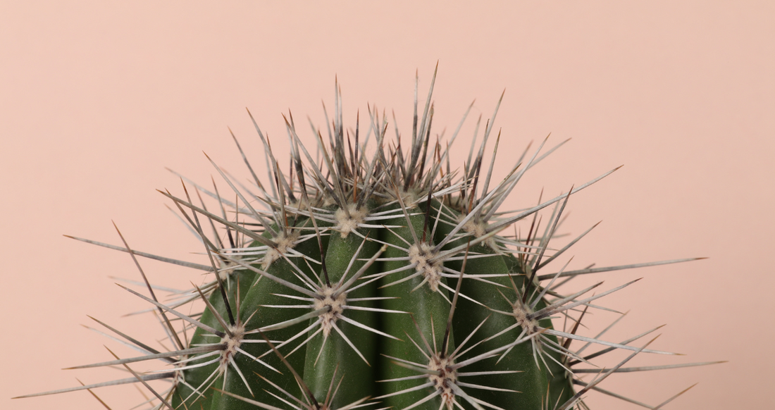 Can You Tissue Culture Cactus?