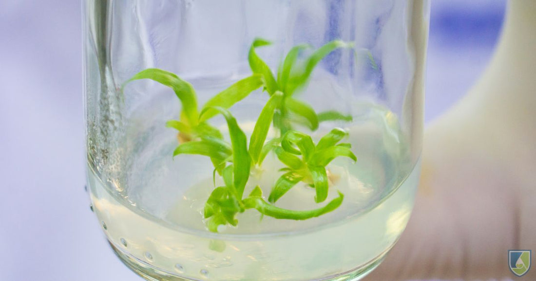 Chitosan: A Biomolecule Promoting Tissue Culture Plants’ Growth
