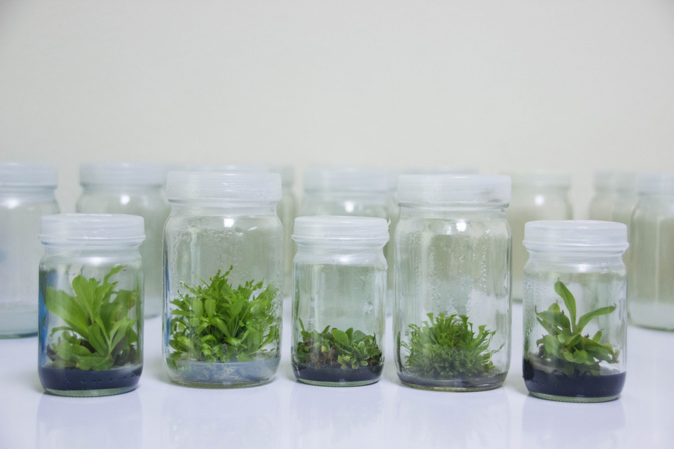 Plant Preservative Mixture (PPM) An AllRound Solution To your TC Con