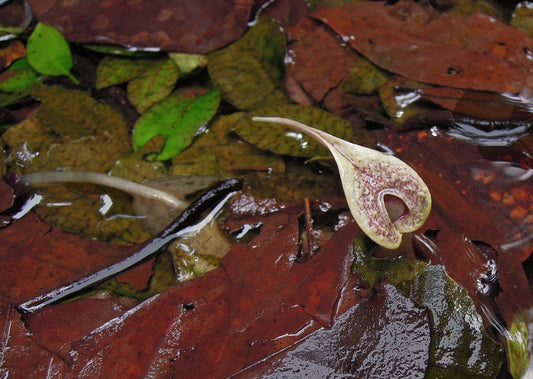 How Michael used PPM to save his Cryptocoryne x Timahensis plants