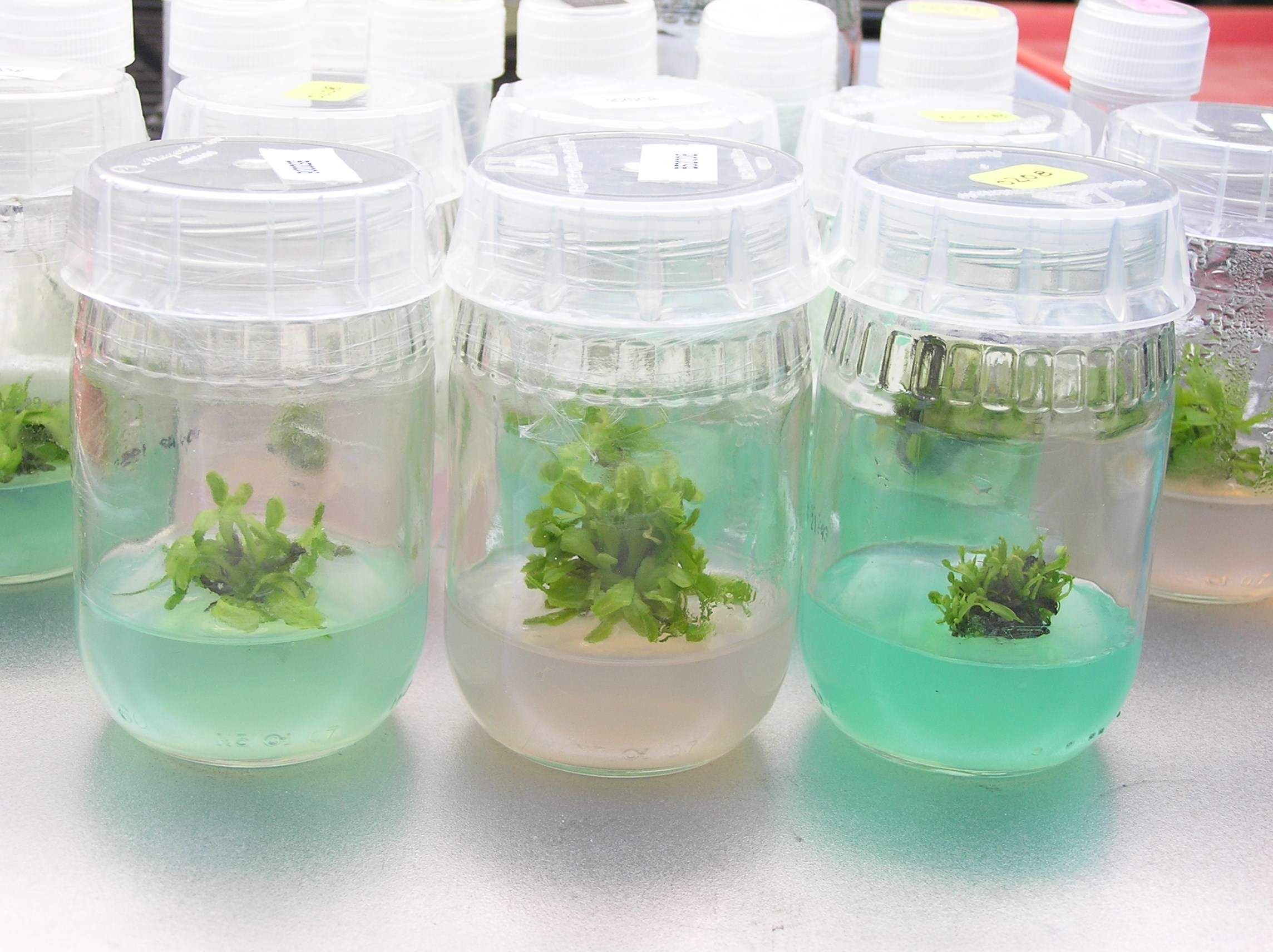 tobacco tissue culture Major Components of Tissue Culture Media tobacco tissue culture Major Components of Tissue Culture Media