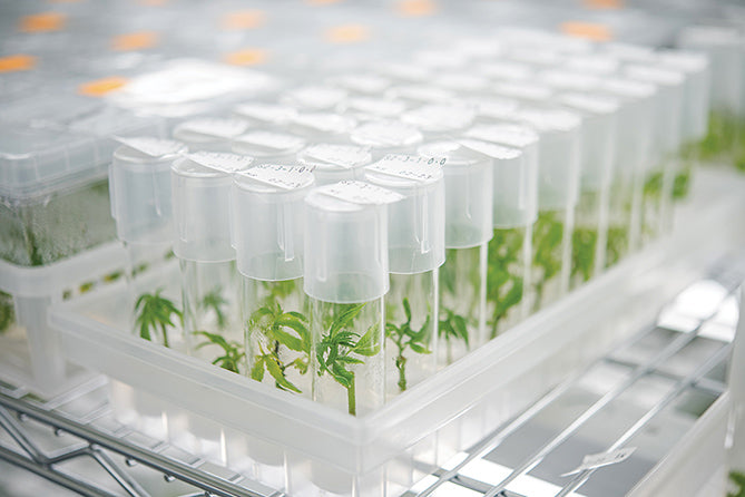 Plant tissue cultures growing in test tubes with agar media.