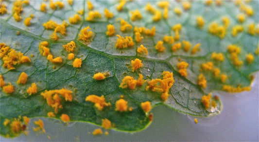 Most Common Fungal Pathogens and how to Identify them