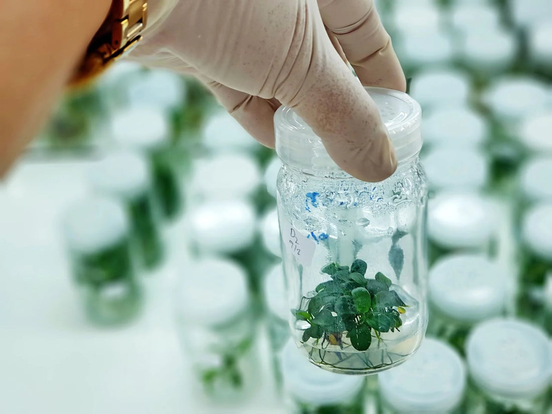 Get back to basics: What is Tissue Culture?