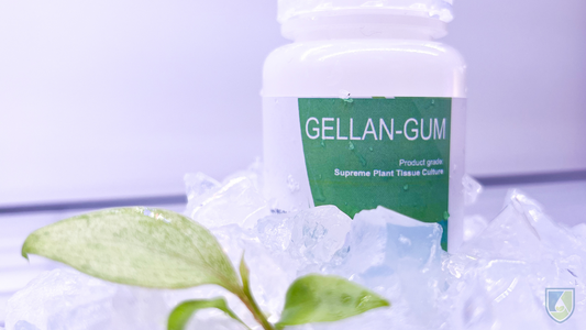 All You Need to Know About Gellan Gum