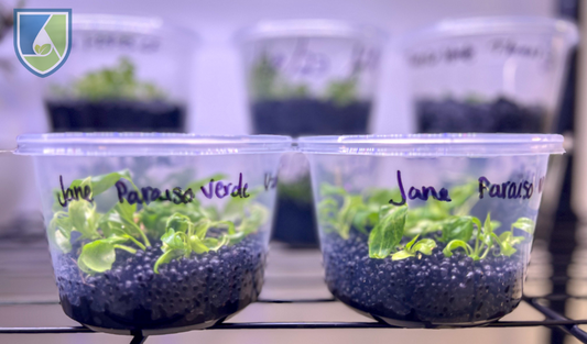 6 Research Articles To Learn In-Depth About Plant Tissue Culture