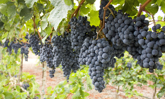 An Effective Technique to Micropropagation of Grapes