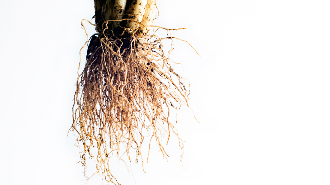 Hairy Root Culture: Definition, Process, and Applications