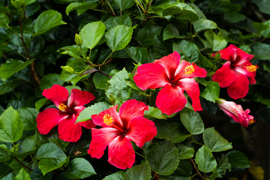 How to Tissue Culture The Hibiscus Plant?