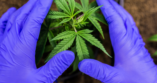 How Tissue Culture Can Help Producing “Superior” Cannabis Varieties?
