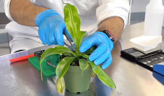 Get the Protocol: How to Tissue Culture Nepenthes Using Nodes and Seeds