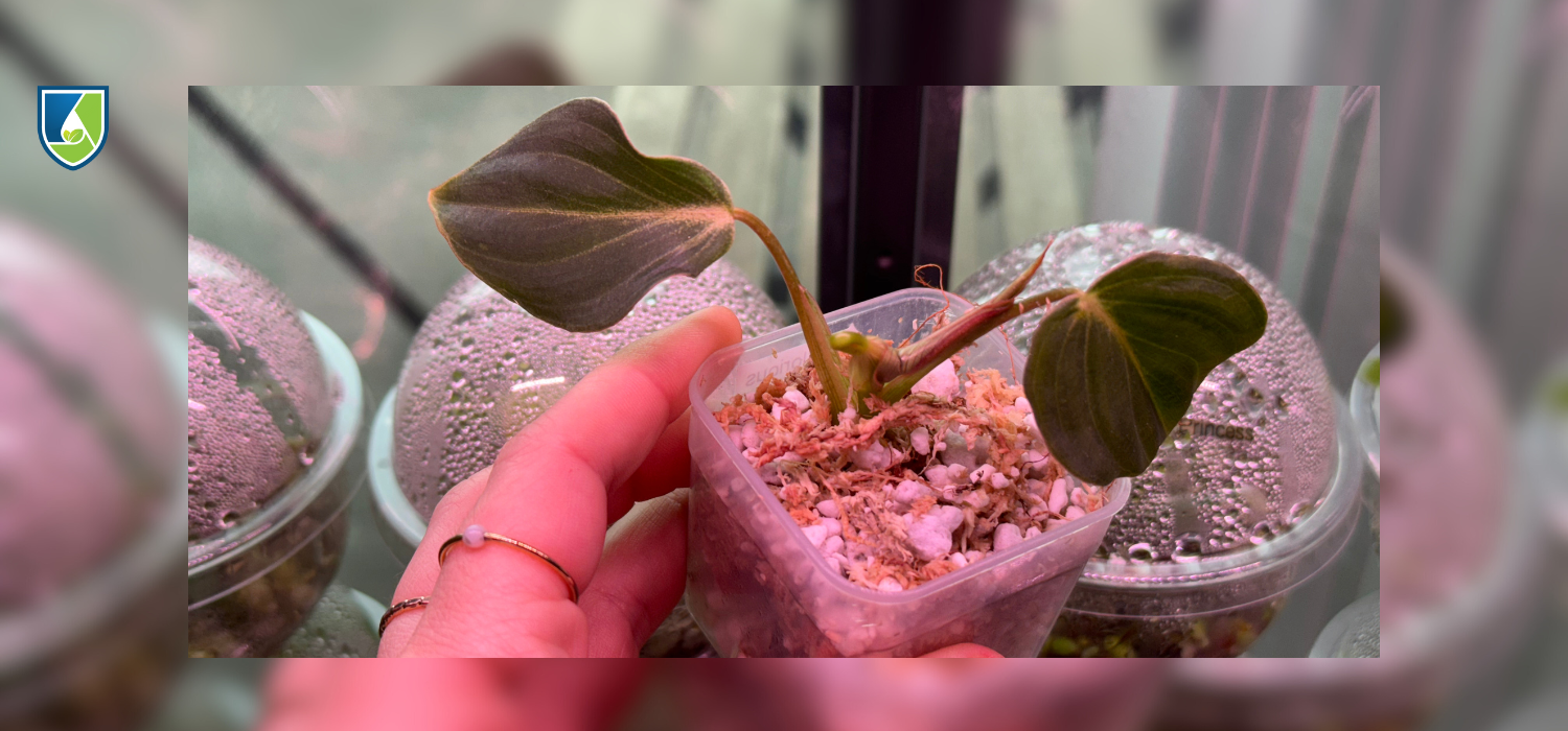 How To Take Care Of Your Plants After Tissue Culture