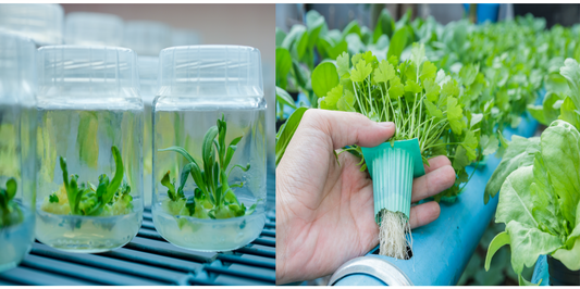 Hydroponic System vs Tissue Culture Techniques of Plant Propagation